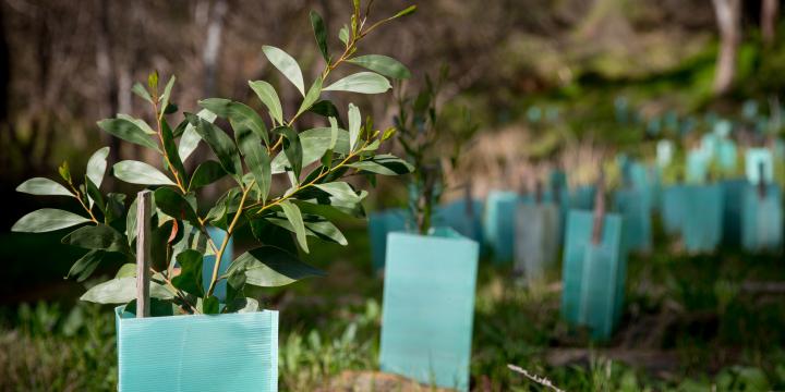 Eucalyptus seedlings